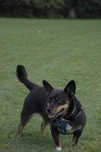 20250827_Dog Park__DSC0723_.jpg