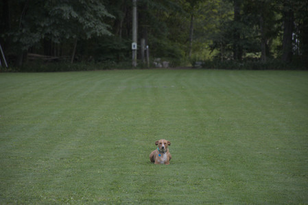 20250827_Dog Park__DSC0727_.jpg