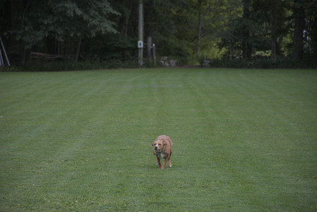 20250827_Dog Park__DSC0728_.jpg