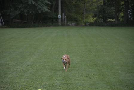 20250827_Dog Park__DSC0729_.jpg