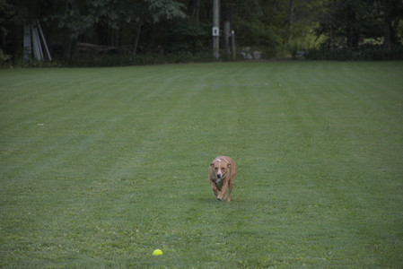 20250827_Dog Park__DSC0730_.jpg