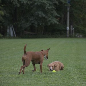 20250827_Dog Park__DSC0731_.jpg