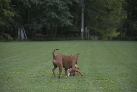 20250827_Dog Park__DSC0732_.jpg