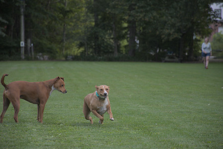 20250827_Dog Park__DSC0733_.jpg