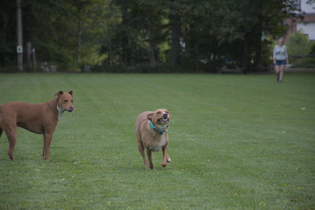20250827_Dog Park__DSC0734_.jpg