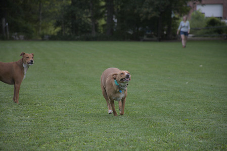 20250827_Dog Park__DSC0735_.jpg