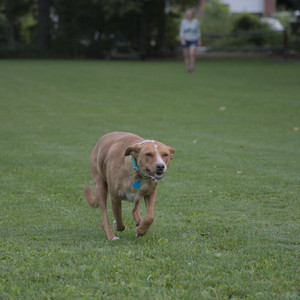 20250827_Dog Park__DSC0736_.jpg