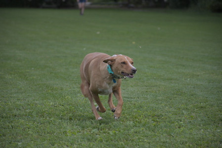 20250827_Dog Park__DSC0737_.jpg