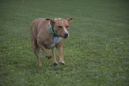 20250827_Dog Park__DSC0738_.jpg