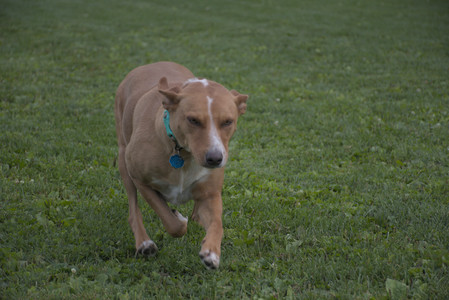 20250827_Dog Park__DSC0739_.jpg