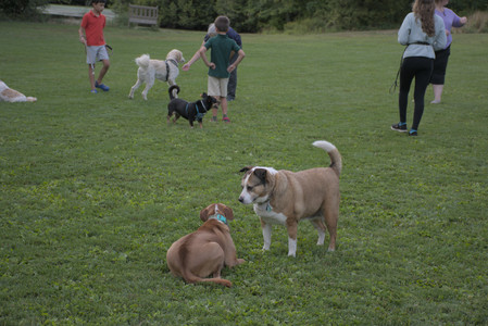 20250827_Dog Park__DSC0750_.jpg