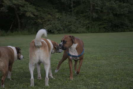 20250827_Dog Park__DSC0760_.jpg