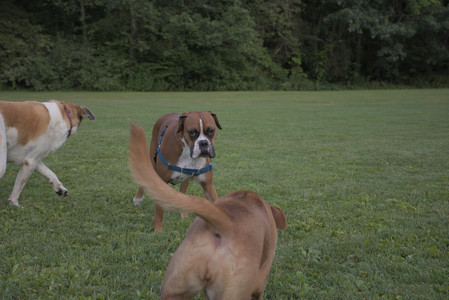 20250827_Dog Park__DSC0761_.jpg