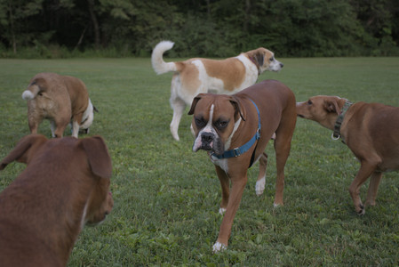 20250827_Dog Park__DSC0763_.jpg