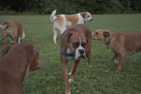 20250827_Dog Park__DSC0764_.jpg