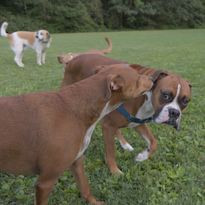 20250827_Dog Park__DSC0766_.jpg