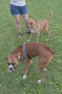 20250827_Dog Park__DSC0767_.jpg