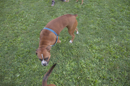 20250827_Dog Park__DSC0768_.jpg