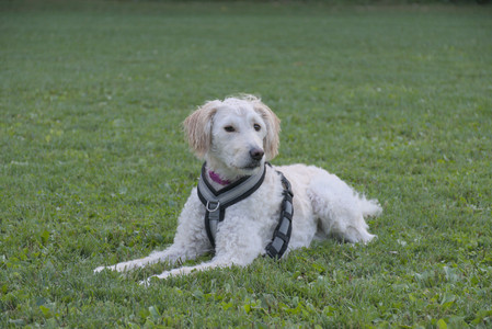 20250827_Dog Park__DSC0777_.jpg