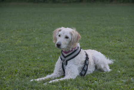 20250827_Dog Park__DSC0782_.jpg