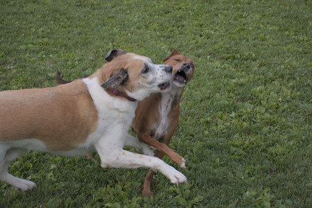 20250827_Dog Park__DSC0790_.jpg
