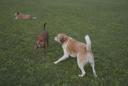 20250827_Dog Park__DSC0791_.jpg