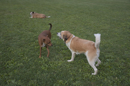 20250827_Dog Park__DSC0792_.jpg