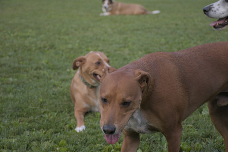 20250827_Dog Park__DSC0793_.jpg
