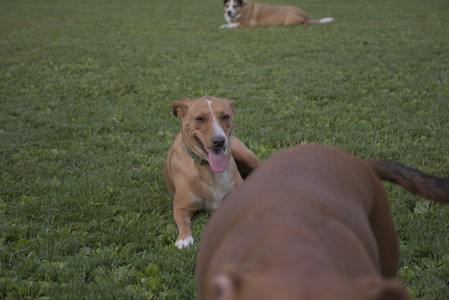 20250827_Dog Park__DSC0794_.jpg