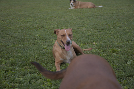 20250827_Dog Park__DSC0795_.jpg