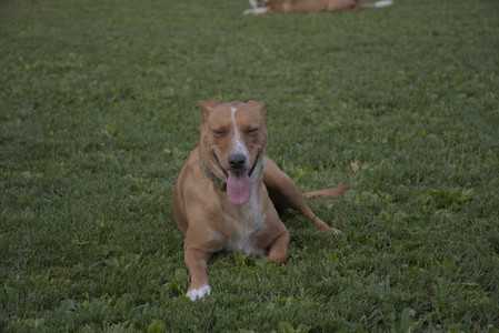 20250827_Dog Park__DSC0799_.jpg