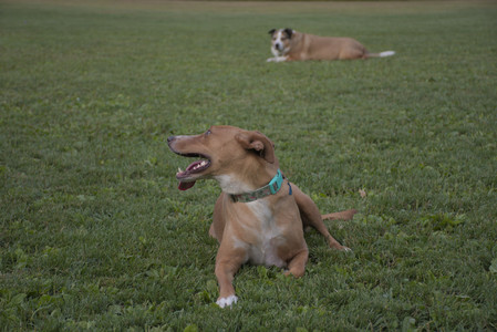 20250827_Dog Park__DSC0800_.jpg