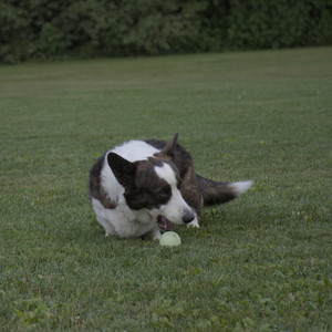 20250827_Dog Park__DSC0806_.jpg