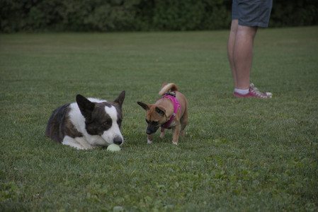 20250827_Dog Park__DSC0807_.jpg