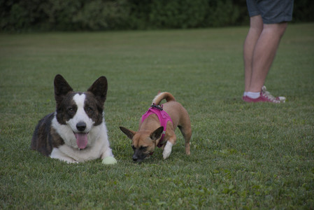 20250827_Dog Park__DSC0808_.jpg