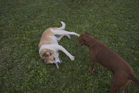 20250827_Dog Park__DSC0809_.jpg