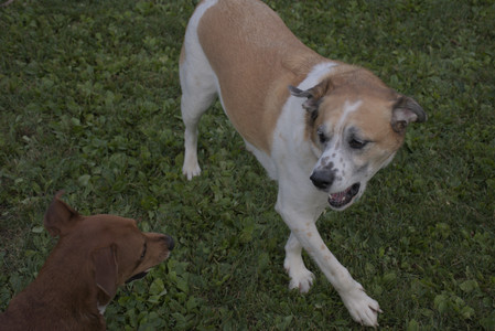 20250827_Dog Park__DSC0810_.jpg