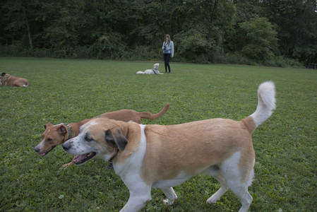 20250827_Dog Park__DSC0815_.jpg