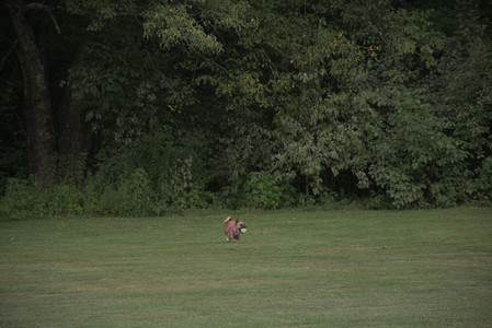 20250827_Dog Park__DSC0820_.jpg