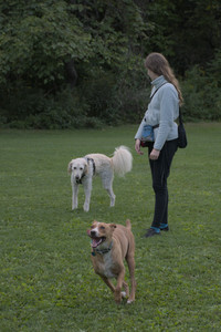 20250827_Dog Park__DSC0827_.jpg