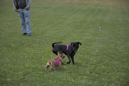 20250827_Dog Park__DSC0828_.jpg