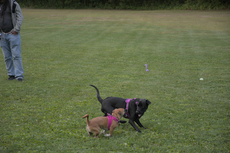 20250827_Dog Park__DSC0829_.jpg