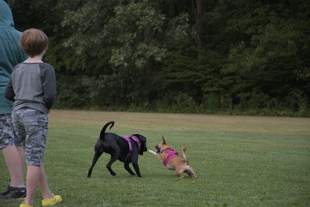 20250827_Dog Park__DSC0833_.jpg