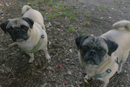 20250903_Home and dog park__DSC0044_.jpg