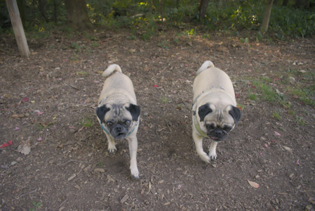 20250903_Home and dog park__DSC0045_.jpg