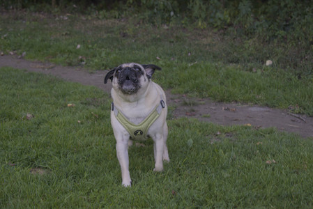 20250903_Home and dog park__DSC0047_.jpg