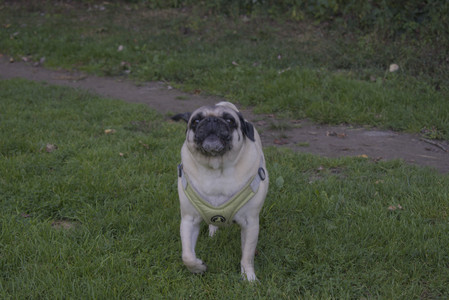 20250903_Home and dog park__DSC0048_.jpg