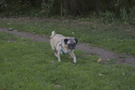 20250903_Home and dog park__DSC0053_.jpg