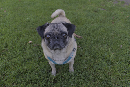 20250903_Home and dog park__DSC0056_.jpg