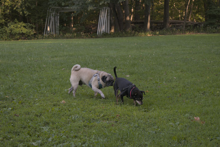 20250903_Home and dog park__DSC0059_.jpg